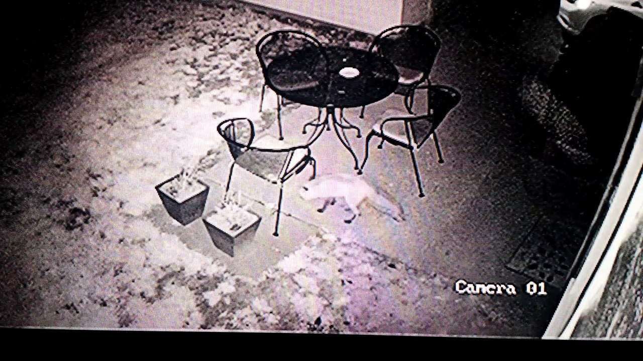 Fox Chases Cat on Security Camera