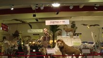 The Holy Land Natural History Museum
