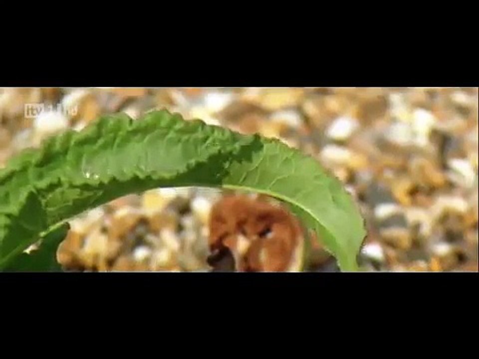 Wild Britain S01