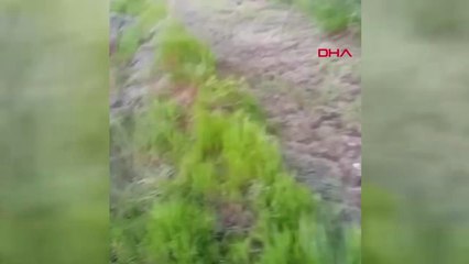 Konya Zehirlendiği İleri Sürülen 5 Köpek Tarlada Ölü Bulundu