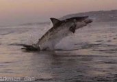 Great White Shark Breaches the Water in Mossul Bay, South Africa