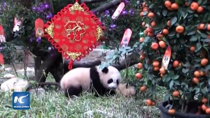 Kung Fu Panda exhibe crías del Año Nuevo Chino