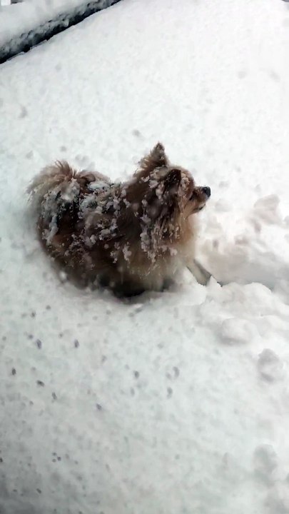 博美Ginger玩雪