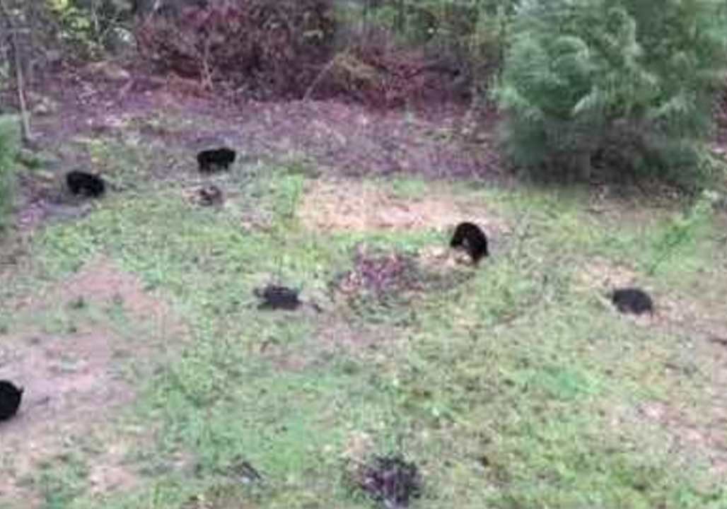 Tennessee Woman Finds Five Bears in Her Backyard