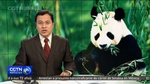 La panda gigante Nini alimenta a sus gemelos recién nacidos