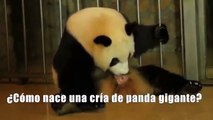 ¿Cómo nace una cría de panda gigante?