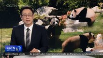 Tres pandas gigantes criados en Japón regresan a China