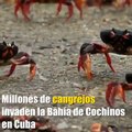 Millones de cangrejos invaden la Bahía de Cochinos en Cuba