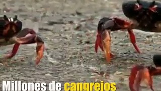 Millones de cangrejos invaden la Bahía de Cochinos en Cuba