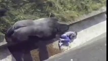 Un enfant tombe dans l'enclos à gorilles dans un zoo.
