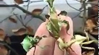 ¿Cuántos mantis encuentras en este vídeo?