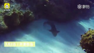 Buzo retira cuchillo de la cabeza de tiburón
