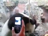 Panda ‘Meng Meng’ muestra sus movimientos de baile antes de las cámaras