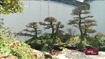 Valiosos bonsáis chinos  ASÍ ES CHINA 23/02/2017 Colecciones de un Lugar