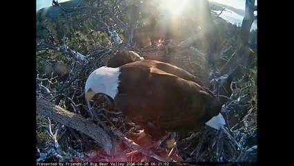 Big Bear Eagle Cam ~ Stormy Accidentally Falls From Nest 4.26.18