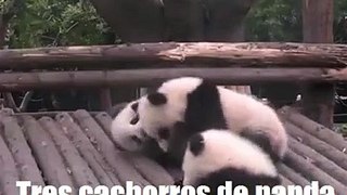 Vídeo divertido de tres cachorros de panda丨CGTN en Español