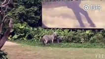 Zebra atacó a un empleado en un zoológico chino丨CGTN en Español