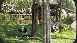 Gala de pandas para celebrar el Año del Gallo丨CGTN en Español