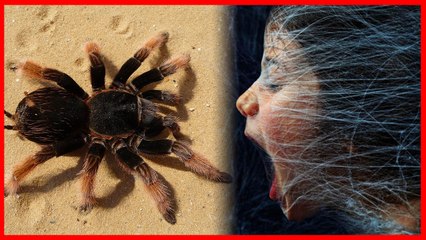Spider in Dream | मकड़ी को सपने में देखने के होते है ये कारण | Boldsky