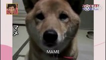 MAME, este perro de Shiba Inu puede controlar bien su volumen de voz, ¿lo crees?丨CGTN en Español