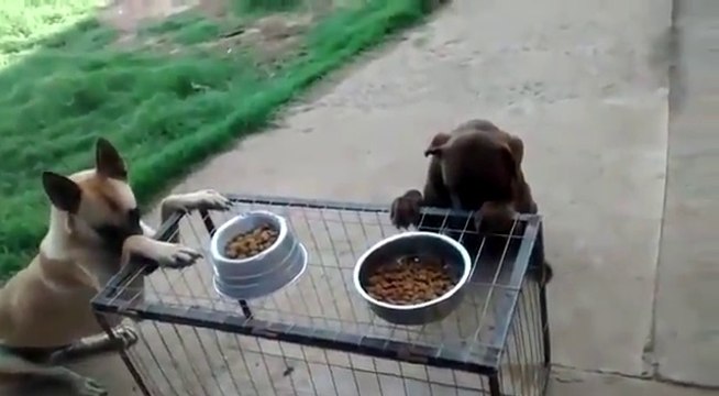 Prière : ces chiens prient avant de manger !