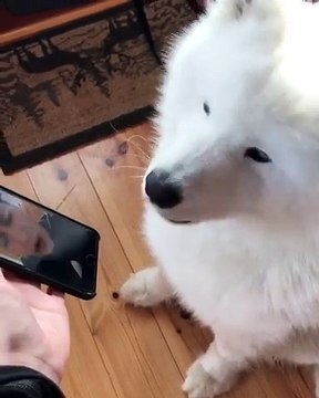 Ce chien téléphone à son maître en hurlant ! Trop mignon