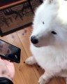 Ce chien téléphone à son maître en hurlant ! Trop mignon