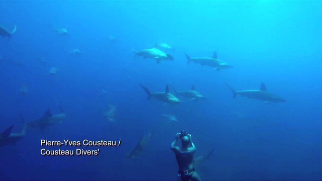 Cet homme nage avec un banc de REQUINS !!