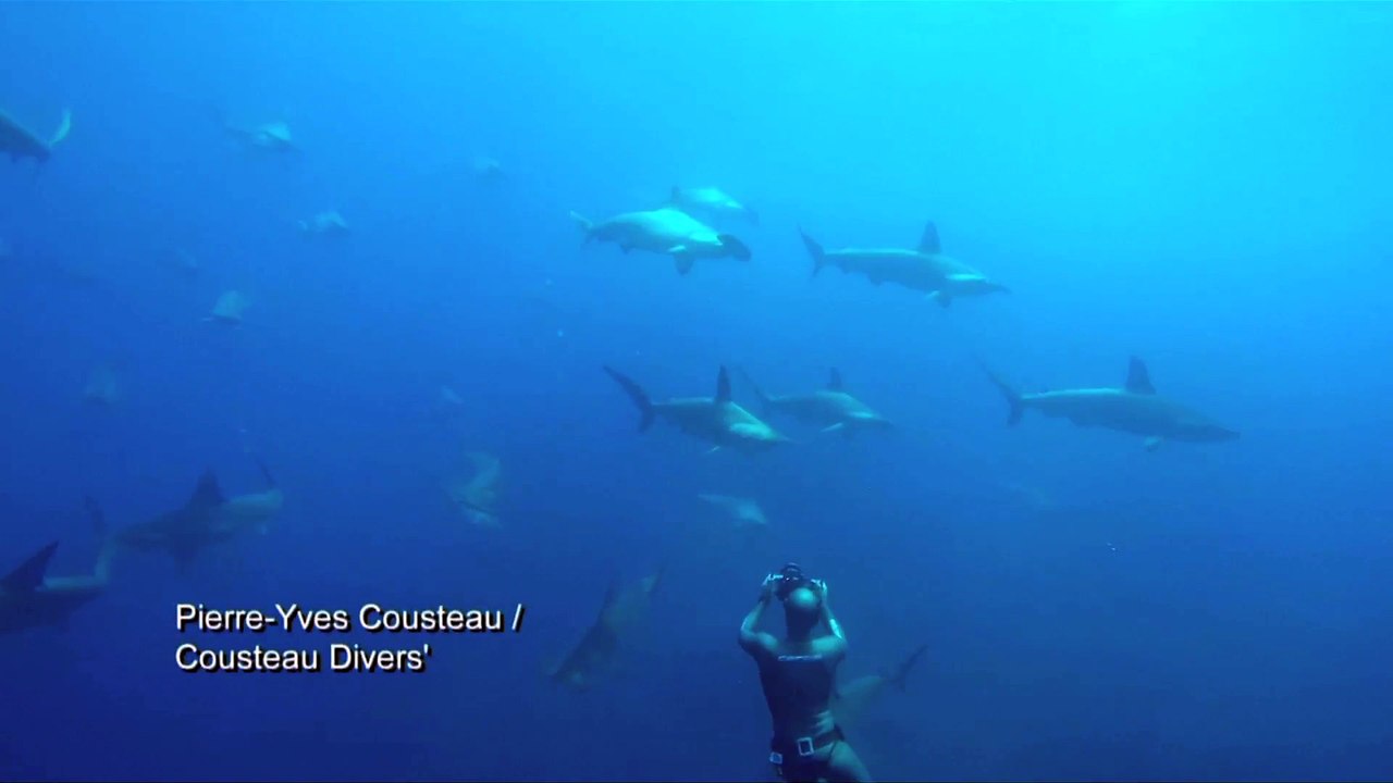Cet homme nage avec un banc de REQUINS !!