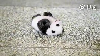 ¡Ayúde a este cachorro de panda para levantarse!丨CGTN en Español