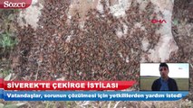 Siverekte çekirge istilası