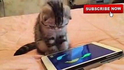 heart_touching_most_funny_whatsapp_status_video___cute_cat_~funny_video~whatsapp