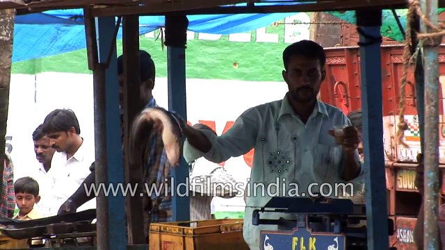 Have You Ever Seen A Goat Eating Fish?