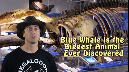 BIGGEST Animal EVER Recorded in the Ocean Depths-