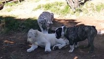 CUTE - Funny Tiger and Lion vs Little Dog!