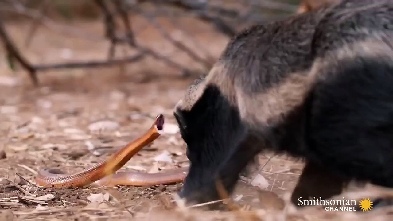 A Honey Badger and Mole Snake Fight to Finish!