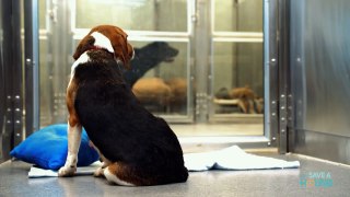 f this video about a shelter dog doesn't move you, check