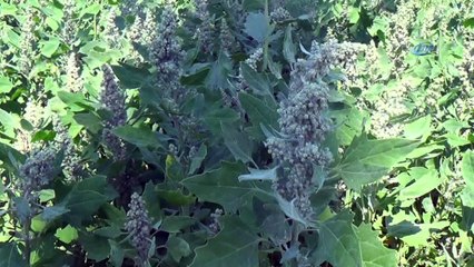 Çiftçinin yeni gözdesi Kinoa