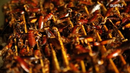 Maior fazenda do mundo...de baratas!