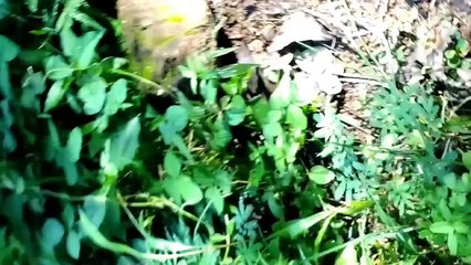 Scariest Video Ever - Haunted House Caught On Tape