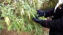 Canosa di Puglia (BT). Arrestati altri due responsabili della maxi piantagione di marijuana sequestrata dai Carabinieri il 9 novembre 2017