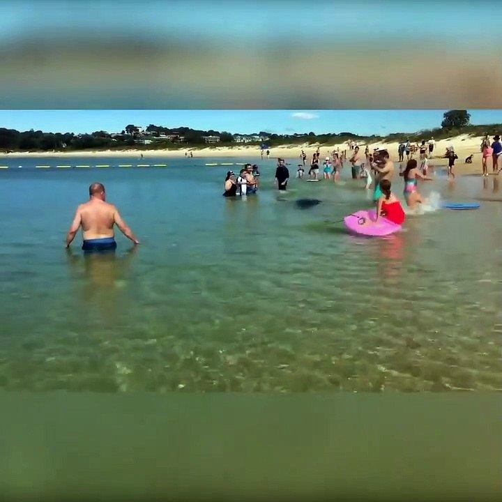 Une otarie vient chasser entre les jambes des t...