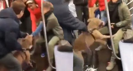 Pitbull Metroda Yaşlı Kadına Saldırdı, Öfkeli Hayvanı Sahibi Bile Sakinleştiremedi