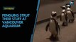 Watch: Penguins strut their stuff at Vancouver Aquarium
