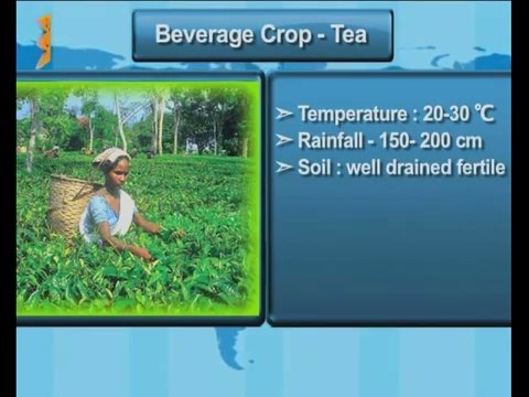 Cereal, Beverages and Plantation Crops | Class 10 Geography