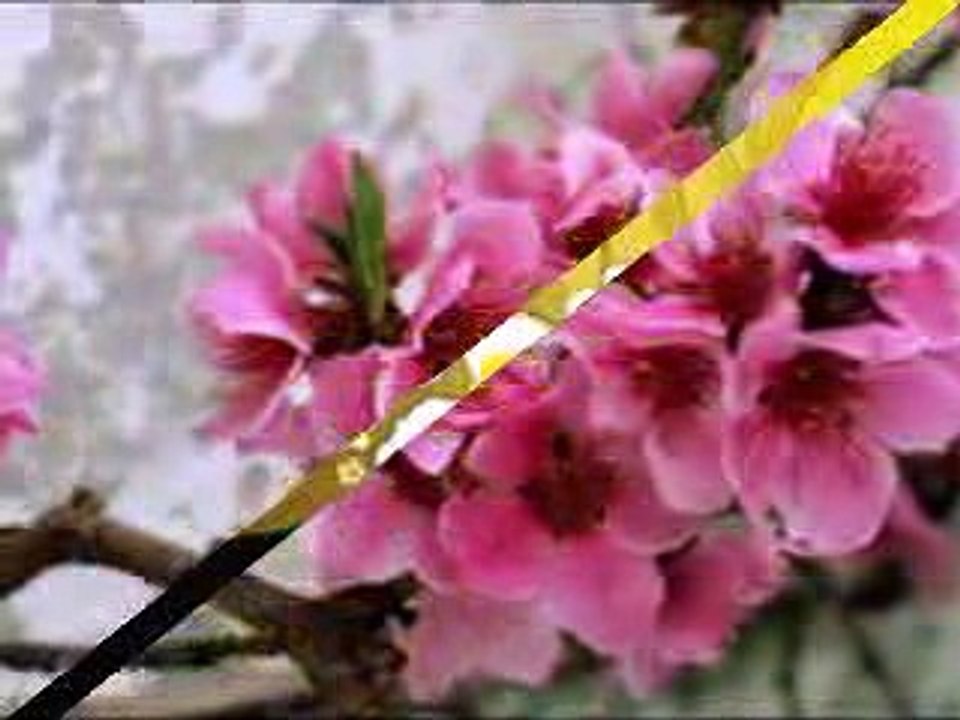 NHẪN