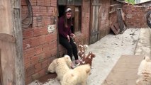 Sınırda yakalanan yavru köpekler için ihale yapıldı - EDİRNE