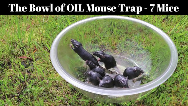 Comment attraper des souris avec un bol et de l'huile !