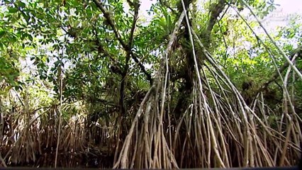 Cuba: The Seed of Paradise (part 2/5)