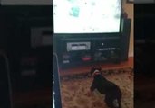 Friendly Dog Invites Other Dogs on TV to Play